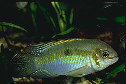 Han af Laetacara sp. 'Buckelkopf'