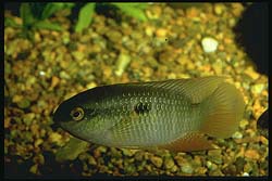 Laetacara sp.'Orangeflossen'