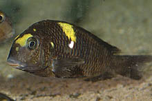 Tropheus sp. Muzimu, som fanges i det allernordligste Ubwari, Congo, ligner formen fra det nærliggende Mboko. Foto: M. Lillie