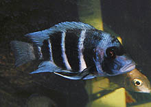 Af alle de populære blå Cyphotilapia frontosa-former synes varianten fra Moba, Congo at have den dybeste blå farve.