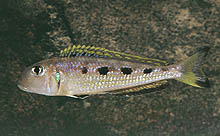 Xenotilapia ochrogenys, som her viser sine karakteristiske, stærke farver, er en favorit hos mange entusiaster. Foto: A. Konings