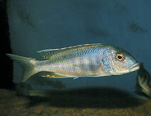 Buccochromis spectabilis, som fås i december og januar, fås nu også som opdrættet