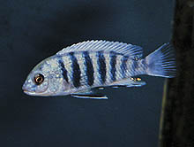 Små mbuna fra Malawi-søen forbliver populære hos akvarister. Her ses Labidochromis freibergi, som mange 'veteraner' kender