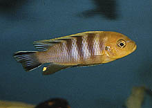 Cynotilapia afra yellow Mara, som nu fås regelmæssigt, har vundet i popularitet