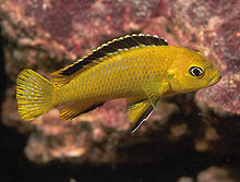 Pseudotropheus cf. heteropictus emd sort trim, som for nylig blev opdaget på et rev ved Likoma Island, Malawi, er en ureglemæssig eksportvare. Foto: A. Konings