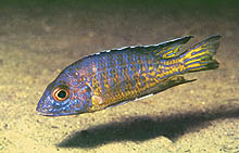 Aulonocara Mkondiwe, som fanges nær Charo, Malawi, viser farver som 'flavescent Usisya' med stærkere blå toner. Foto: A. Konings