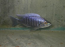 Copadichromis virginalis, som for nylig er fanget ved Chitimba, Malawi, har en flot, himmelblå kropsfarve