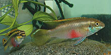Pelvicachromis pulcher 'Isokpo' fra Nigeria er en farverig og nyligt importeret form af den altid populære kribensis. Foto: A. Bornstein