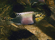 Pelvicachromis subocellatus Moanda, som sæonvist fanges nedstrøms fra Kinshasa, Congo, opdrættes også lejlighedsvist af specialister. Foto: O. Lucanus