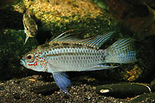 Apistogramma eremnopyge, som af og til importeres fra Iquitos, Peru, opdrættes også af nogle få leverandører. Foto: O. Lucanus