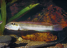 Teleocichla cinderella fanges og eksporteres nu nogenlunde regelmæssigt fra Rio Tapajos i Brasilien. Foto: O. Lucanus
