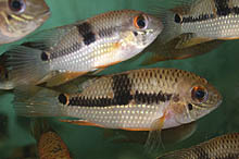 Aequidens diadema, som importeres fra Peru som Aequidens sp. 'Rojo', er et flot supplement til et biotopakvarium fra Den nye verden. Foto: A. Bornstein