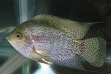 En af de store vindere ved det amerikanske cichlideselskabs store show, Archocentrus spinossisimus. Foto: K. Friesen