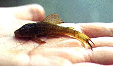   Vi samlede nogle tetra og Hypostomus,