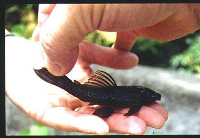 guppyer og Ancistrus sp.