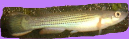 Billederne er ikke særligt gode, jeg vil prøve at tage nogle bedre herhjemme, men de kan i det mindste give jer en ide om, hvordan fiskene ser ud. Det er måske Rivulus hartii.