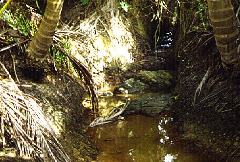Toco-biotopen, hvor vi fangede (tror jeg) Rivulus hartii.