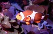 En klovnfisk, familien Pomacentridae