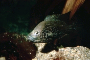 Paratilapia polleni, han - en cichlide fra Madagascar