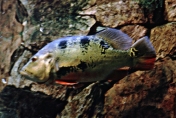 Peacock Bass, Cichla ocellaris