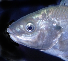 Tilapia esculentas, hun med æg