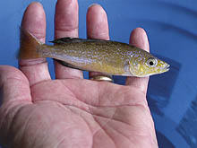 Cyprichromis microlepidotus Kabembe, som fanges i det nordlige Congo, har gullige kropstoner sammen med violette finne-nuancer