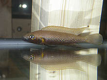 Neolamprologus nigriventis, som oprindeligt stammer fra det sydlige Congo, ses kun sporadisk hos avlerne