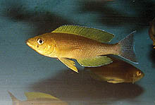 En helt gul han af Cyprichromis leptosoma Jumbo fra Mbita Island i Zambia