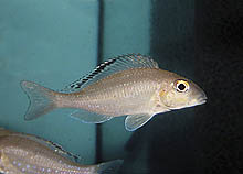 Xenotilapia spilopterus fra Nsumbu i Zambia har en sort kant på rygfinnen i stedet for den sædvanlige aflange plet