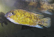 Denne gullige 'marmalade cat' (OB han) Labeotropheus fuelleborni, som sporadisk ses og fanges, er fra Katale Island, Malawi