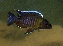 Fra Monkey Bay, Malawi en ny 'peacock', der tidligere kaldtes 'Yellow collar', Aulonocara sp. Msasa. Foto: A. Konings