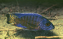 Aulonocara stuartgranti, som for nyligt er eksporteret fra Chitande Island, Malawi, ligner Chilumba-varianten, men er typisk meget større. Foto: A. Konings