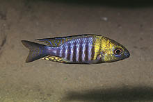 Aulonocara sp. chilande-typen 'Yellow head', som er eksporteret mere end én gang (med forkerte hunner), findes på dybt vand ved Nkhata Bay, Malawi. Foto: A. Konings