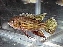 FEJL: Denne cichlide blev i april, 2004 afbildet som Trysochromis ansorgii, men er faktisk en Pelmatochromis nigrofasciatus fra DR Congo. Her er billedet igen!