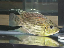 Denne Tilapia brevimanus, som sjældent eksporteres fra Guinea, kan blive temmeligt stor i akvariet