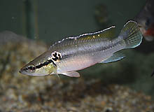 Crenicichla menzesi (her en hun), som regelmæssigt importeres fra Brasilien, kan fås i detailhandelen. Foto: K. Duelund