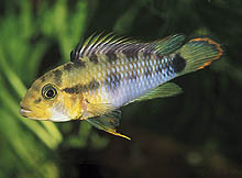 Apistogramma sp. 'twin' (her en han), som stammer fra Peru, er i nær familie med Apistogramma nijsseni. Foto: U. Römer
