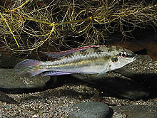 Dicrossus sp. Itaituba fra Rio Tapajos i Brasilien er en nyligt importeret dværgcichlide. Foto: O. Lucanus