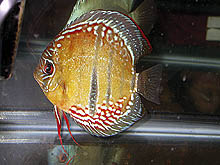 Denne Symphysodon discus, der for nylig blev udstillet på ACA-udstillingen som en vildform, ser ud til at være magen til alenquer-typen