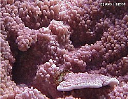 Montipora