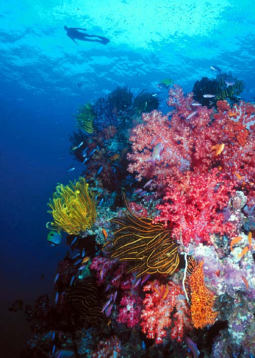 Udsnit af rev på Fiji af Brett Walker
