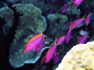 Pseudanthias tuka Copyright John E. Randall - www.fishbase.org 