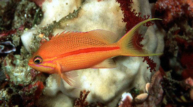 Pseudanthias fasciatus Copyright John E. Randall - www.fishbase.org 