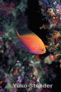 Serranocirrhitus latus Copyright Keoki and Yuko Stender www.marinelifephotography.com/ 