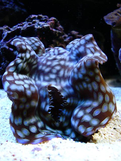 Copyright Erik Nielsen