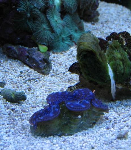 Copyright Andreas Simonsen