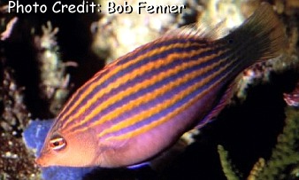 Pseudocheilinus hexataenia - Saltcorner.com