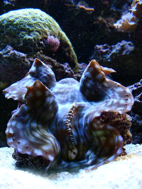 Copyright Erik Nielsen 