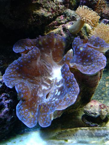 Copyright Erik Nielsen 