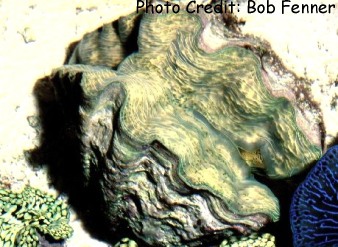 H. hippopus - Saltcorner.com